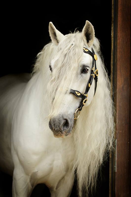 Andalusian Stallion Express Pyramid